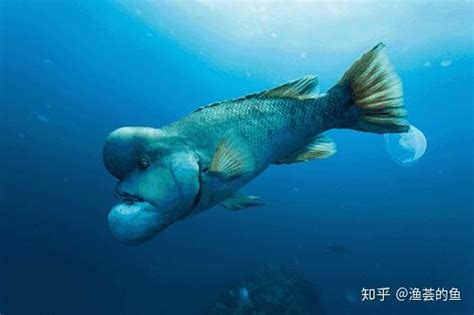 額頭凸的魚|【額頭凸的魚】額頭擠出的超萌魚！認識凸頭國王和隆頭魚好朋友。